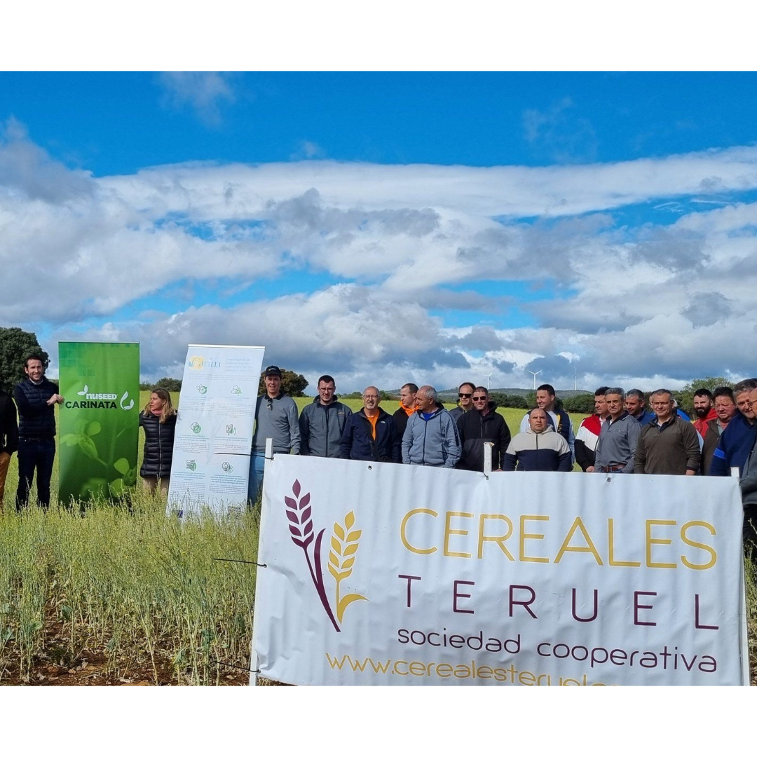 Spanish Co-ops Exploring carinata Cultivation