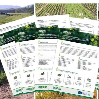 UNTWIST Project Releases Agronomic Protocols for Camelina Cultivation Across Europe